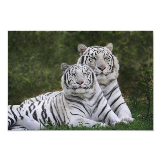 ホワイトフェイズ、ベンガル・タイガー、ティグリス フォトプリント            (正面)