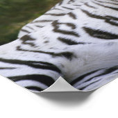 ホワイトフェイズ、ベンガル・タイガー、ティグリス ポスター (角)