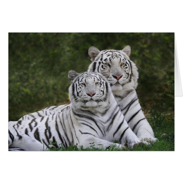ホワイトフェーズ ベンガルトラ, Tigris (正面横)