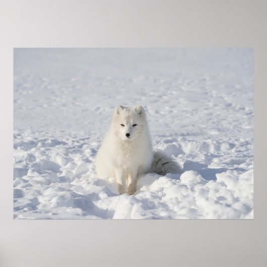 ホワイトフォックス ポスター (正面)