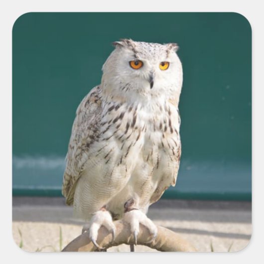 ホワイトフクロウの止めシール/シール スクエアシール (正面)