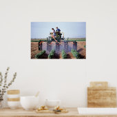 ホワイトフライ制御 ポスター (キッチン)