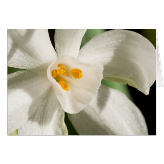 ホワイトフラワー春イベント結婚と (正面横)