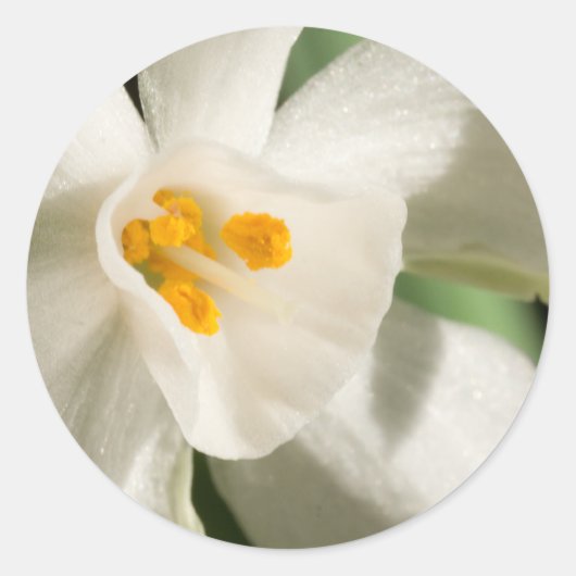 ホワイトフラワー春イベント結婚と ラウンドシール (正面)