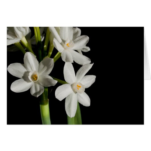 ホワイトフラワー春イベント結婚及びそのカード (正面横)