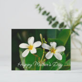 ホワイトフランギパニカード (スタンド正面)