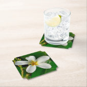 ホワイトフランギパニ ペーパーコースター (インサイチュ)