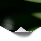 ホワイトフランギパニ ポスター (コーナー)