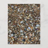 ホワイトブラウンコキナシーシェルビーチスクラップブックペーパー (正面)