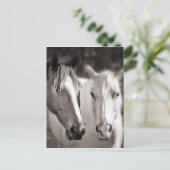 ホワイトブラウンホースセピアホース ポストカード (スタンド正面)