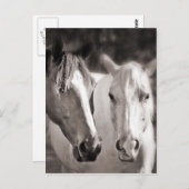 ホワイトブラウンホースセピアホース ポストカード (正面/裏面)