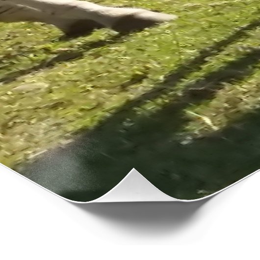 ホワイトブラックストライプのシマウマ写真光沢ポスター ポスター (コーナー)