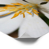 ホワイトブラッドドロートフラワークローズアップ鏡抽象芸術 ポスター (角)