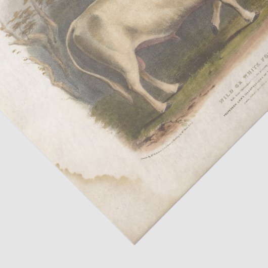 ホワイトブルカウエフエメラデクページヴィンテージファーム 薄葉紙 (詳細)