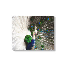 ホワイトブルーピーコック