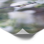 ホワイトブーゲンビリア ポスター (角)