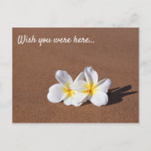 ホワイトプルメリアズマウイはがき ポストカード (正面)