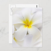 ホワイトプルメリアフラワーフランギパニフローラ花 ポストカード (正面/裏面)