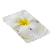 ホワイトプルメリアフラワーフランギパニフローラ花 マグネット (右側)