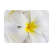 ホワイトプルメリアフラワーフランギパニフローラ花 マグネット (横)