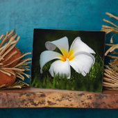 ホワイトプルメリアフランギパニハワイフラワー フォトプラーク (側面)