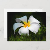 ホワイトプルメリアフランギパニハワイフラワー ポストカード (正面/裏面)