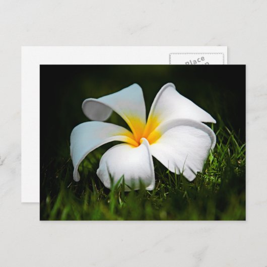 ホワイトプルメリアフランギパニハワイフラワー ポストカード (正面/裏面)