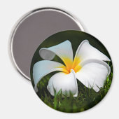 ホワイトプルメリアフランギパニハワイフラワー マグネット (正面/裏面)