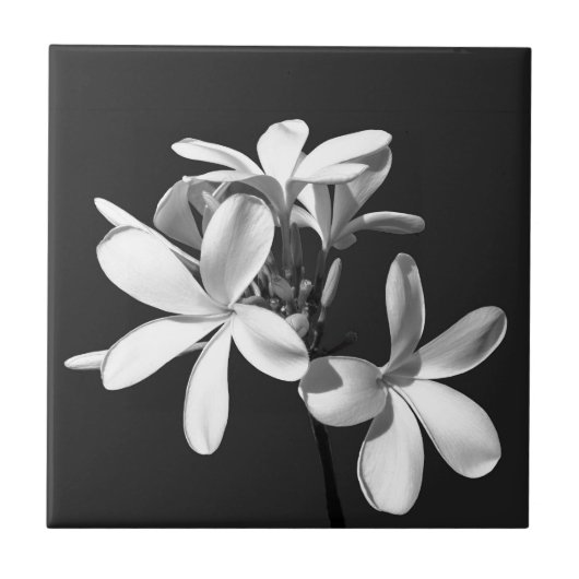 ホワイトプルメリアフル開花 タイル (正面)