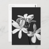 ホワイトプルメリアフル開花 ポストカード (正面/裏面)