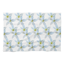 ホワイトプルメリア開花