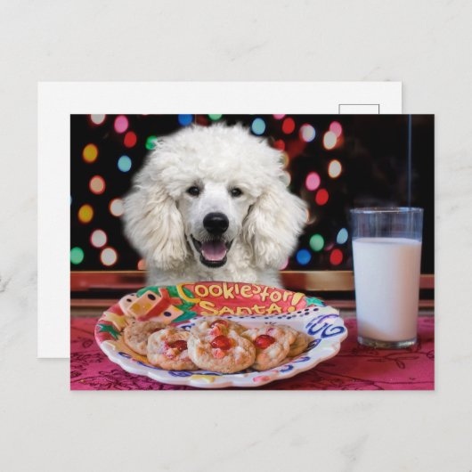 ホワイトプードルクリスマス シーズンポストカード (正面/裏面)