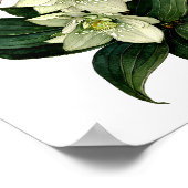 ホワイトヘレボア植物水カラープリント ポスター (角)