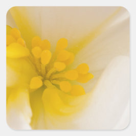 ホワイトベゴニア スクエアシール