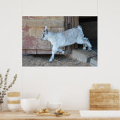 ホワイトベビー離れヤギのザ・バーン ポスター (キッチン)