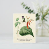 ホワイトベリーウッドスターハミングバードヴィンテージアート ポストカード (スタンド正面)