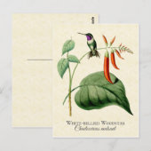 ホワイトベリーウッドスターハミングバードヴィンテージアート ポストカード (正面/裏面)