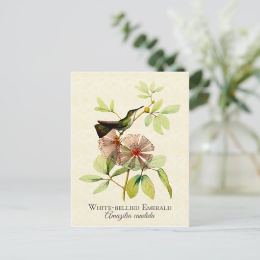 ホワイトベリーエメラルドハミングバードヴィンテージアート ポストカード (スタンド正面)