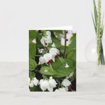 ホワイトベルのシャドーの妖精