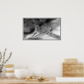 ホワイトベンガルタイガープリントイン白黒 ポスター (キッチン)