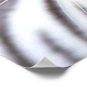 ホワイトベンガルトラ ポスター (角)