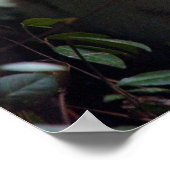 ホワイトベンガルトラ ポスター (角)