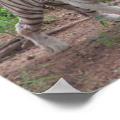 ホワイトベンガルトラ ポスター (角)