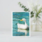 ホワイトペキンダック – 反射の自然写真 ポストカード (スタンド正面)