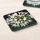 ホワイトペンタス コースター (左側)