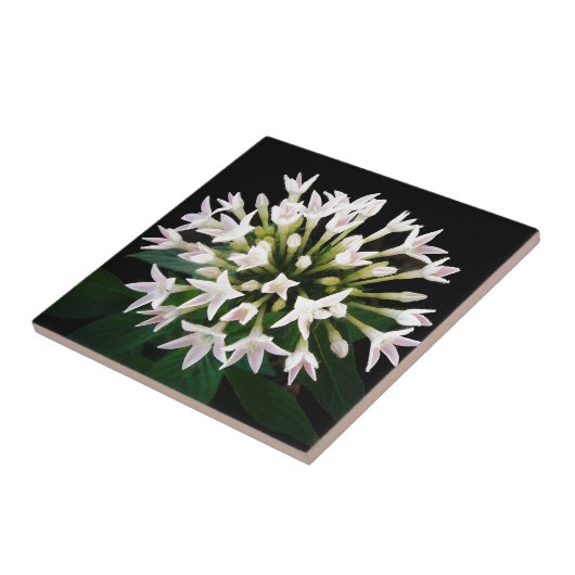 ホワイトペンタス タイル (側面)