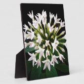 ホワイトペンタス フォトプラーク (側面)