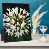 ホワイトペンタス フォトプラーク (側面)