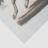 ホワイトホランニングースの 薄葉紙 (詳細)