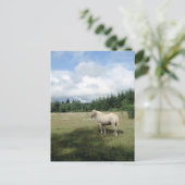 ホワイトホースアットパスチャー ポストカード (スタンド正面)